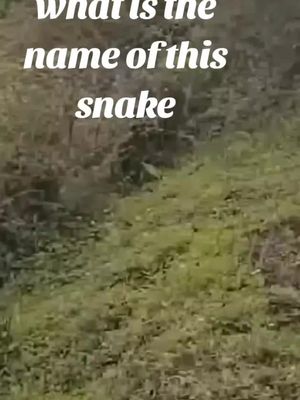 Whats the name of this snake  ?