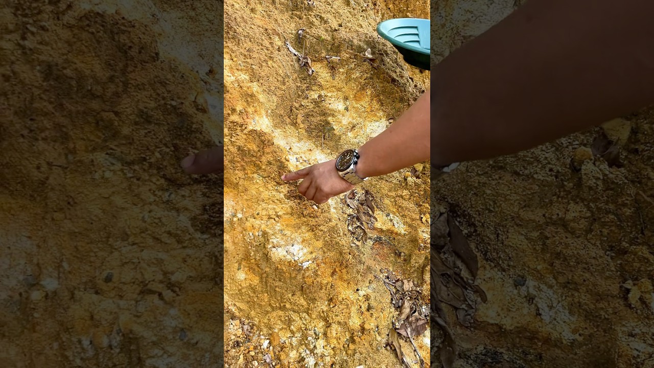 So Crazy..‼️😱. we found a lot of gold from yellow material. #goldprospecting #golddiscovery