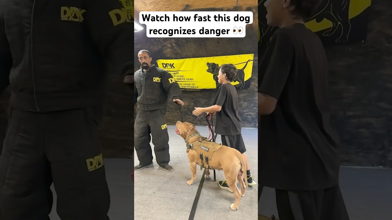 This dog recognized trouble and reacted accordingly! Incredible speed! #shorts #dog #dogtraining